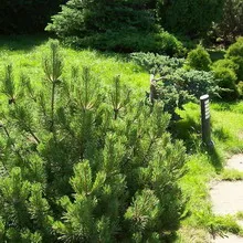 copaci Peisaj fotografie și arbuști în grădină, compozițiile de arbori și arbuști (pomi) Amenajare a teritoriului Fotografie de arbori și arbuști în grădină, compoziția de arbori și arbuști
