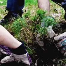 copaci Peisaj fotografie și arbuști în grădină, compozițiile arbori și arbuști (design) Amenajare a teritoriului Fotografie de arbori și arbuști în grădină, compoziția de arbori și arbuști