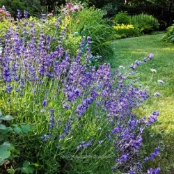 plantare de lavandă și de îngrijire în aer liber, fotografii, soiuri, de propagare, cultivarea și în combinație