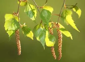 Proprietăți medicinale și contraindicațiile de frunze de mesteacăn (mesteacăn) Proprietăți medicinale de frunze de mesteacăn și contraindicații