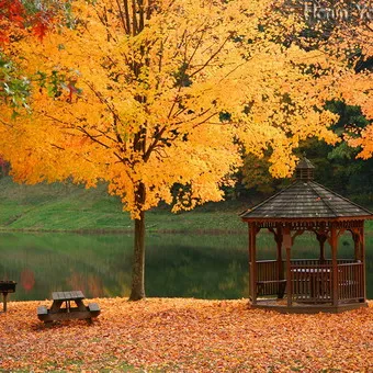 copaci Peisaj fotografie și arbuști în grădină, compozițiile arbori și arbuști (design) Amenajare a teritoriului Fotografie de arbori și arbuști în grădină, compoziția de arbori și arbuști