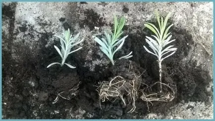 plantare de lavandă și de îngrijire în aer liber, fotografii, soiuri, de propagare, cultivarea și în combinație