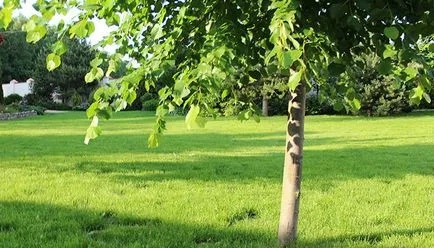 copaci Peisaj fotografie și arbuști în grădină, compozițiile arbori și arbuști (foto) Amenajare a teritoriului Fotografie de arbori și arbuști în grădină, compoziția de arbori și arbuști