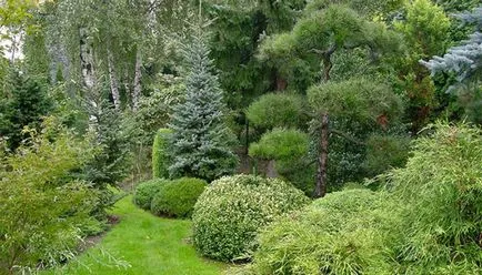 copaci Peisaj fotografie și arbuști în grădină, compozițiile de arbori și arbuști (pomi) Amenajare a teritoriului Fotografie de arbori și arbuști în grădină, compoziția de arbori și arbuști