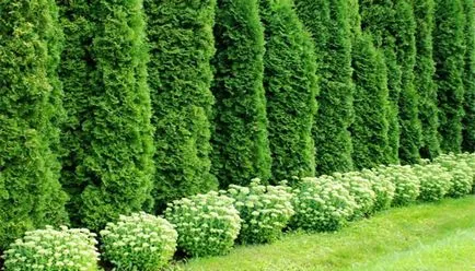 copaci Peisaj fotografie și arbuști în grădină, compozițiile de arbori și arbuști (arbuști) Amenajare a teritoriului Fotografie de arbori și arbuști în grădină, compoziția de arbori și arbuști