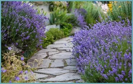 plantare de lavandă și de îngrijire în aer liber, fotografii, soiuri, de propagare, cultivarea și în combinație