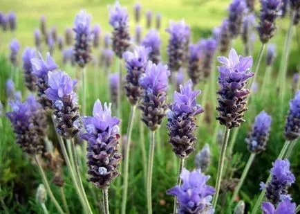 plantare de lavandă și de îngrijire în aer liber, fotografii, soiuri, de propagare, cultivarea și în combinație