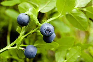 Tratamentul cancerului remedii populare pancreatic (mijloace) Tratamentul de remedii populare de cancer pancreatic