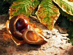 Tratamentul varicelor de remedii populare