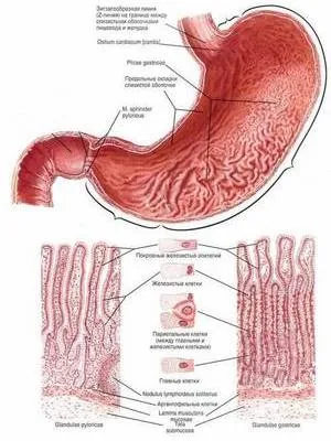 Tratamentul de remedii populare Helicobacter pylori