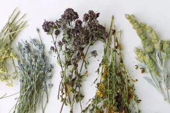 Tratament de nevroze remedii populare (Ia muguri Geranium parfumate) Tratamentul nevroza de remedii populare