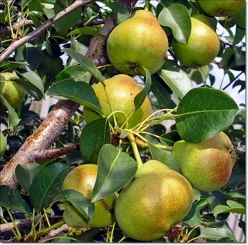 Tratamentul cu dermatita atopica remedii populare