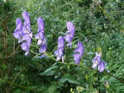 Tratamentul de tinctura de Aconite
