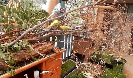 De reproducție budgerigars acasă cu fotografii și video
