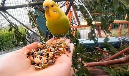 De reproducție budgerigars acasă cu fotografii și video