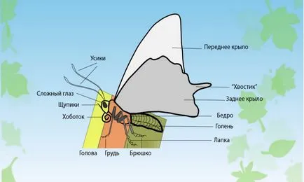 Dezvoltarea și structura de fluturi - o excursie la Crimeea (fluturi) Dezvoltarea și structura de fluturi - o excursie la Crimeea