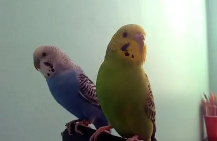 De reproducție budgerigars acasă cu fotografii și video