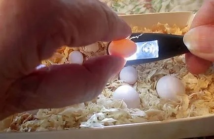 De reproducție budgerigars acasă cu fotografii și video