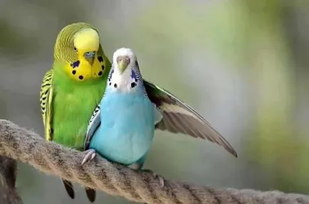 De reproducție budgerigars acasă cu fotografii și video