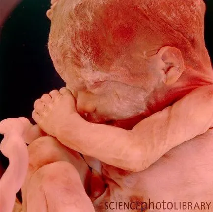 fetale săptămână de săptămână, cu fotografii uimitoare și imagini