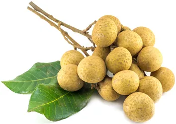 Longan (yi Lamas) - Util și proprietăți longan periculoase (Lamas yaya) (util) Longan (yai lam) - proprietăți utile și dăunătoare ale longan (Llamas yaya)