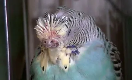 Molt în budgerigars când budgies Molt (Fotografii) (ondulate) Molt în budgerigars când budgies Molt (Fotografii)