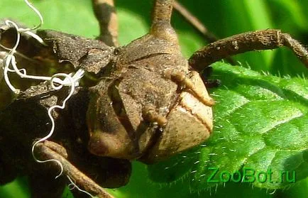 randamentul de masă larve Dragonfly (foto, video) (libelule) randamentul de masă larve Dragonfly (foto, video)