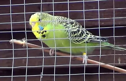 Molt în budgerigars când budgies Molt (Fotografii) (papagali) Molt în budgerigars când budgies Molt (Fotografii)