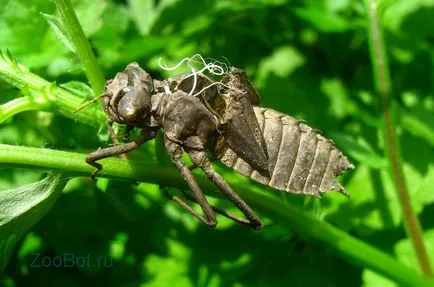 randamentul de masă larve Dragonfly (foto, video) (larve) randamentul de masă larve Dragonfly (foto, video)