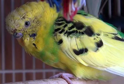 Molt în budgerigars când budgies Molt (Fotografii) (fade) Molt în budgerigars când budgies Molt (Fotografii)