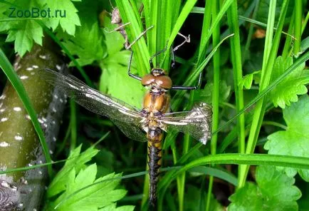 randamentul de masă larve Dragonfly (foto, video) (libelule) randamentul de masă larve Dragonfly (foto, video)