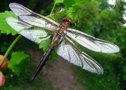 randamentul de masă larve Dragonfly (foto, video) (libelule) randamentul de masă larve Dragonfly (foto, video)