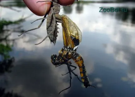 randamentul de masă larve Dragonfly (foto, video) (larve) randamentul de masă larve Dragonfly (foto, video)