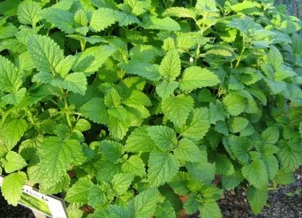 Lemon Mint terapeutică, proprietăți utile și contraindicații, balsam de lamaie pentru femei, teren, gradina
