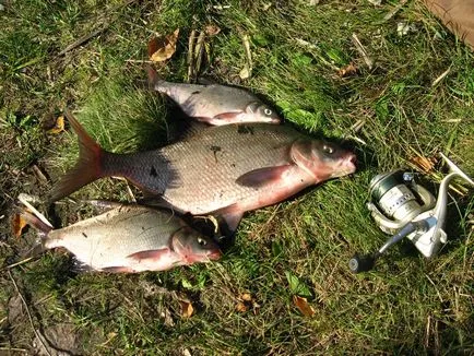 Pescuit de vară - sfaturi de pescuit (vara) Pescuit de vară - sfaturi pescari