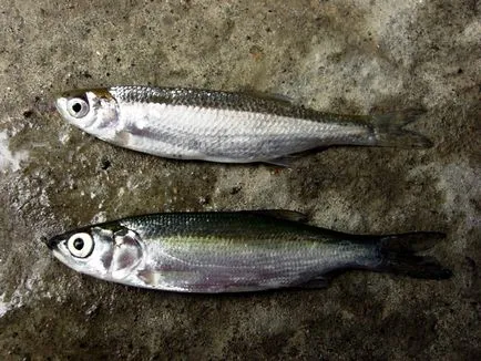 Pescuit de vară - sfaturi pescari (pescuit) Pescuit de vară - sfaturi pescari