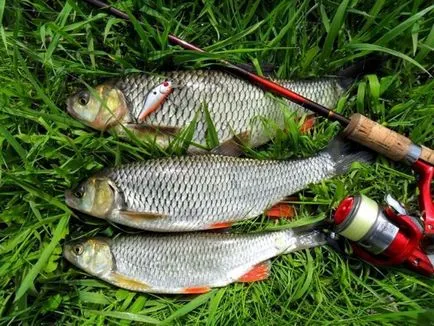 Pescuit de vară - sfaturi pescari (pescuit) Pescuit de vară - sfaturi pescari
