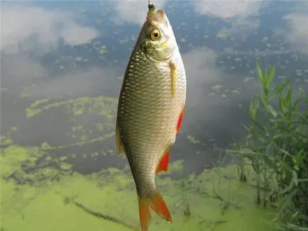 Pescuit de vară - sfaturi pescari (pescuit) Pescuit de vară - sfaturi pescari