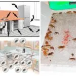 Capcane pentru gândaci de bucătărie cu mâinile lor, cea mai bună momeală