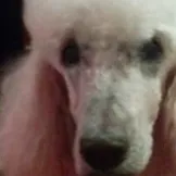 Cele mai bune pastile anti-alergice (alergie) Cele mai bune pastile anti-alergice