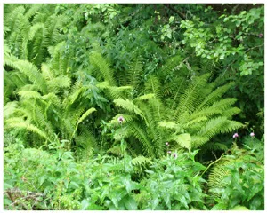 O rază de lumină - Enciclopedia pentru copii de plante