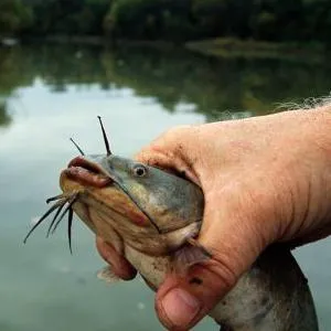 Prinderea Catfish Donk pe malul