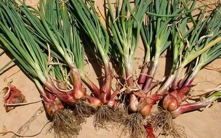 Ceapă crescut de la Seva napi, fertilizantă, plantare