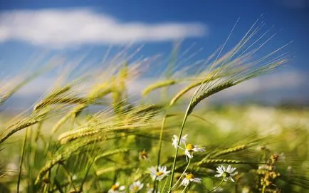 Magia elementului de aer în parcelele de vânt puternic