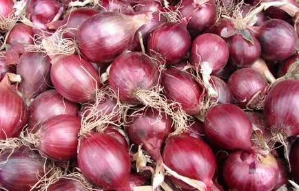 Ceapă crescut de la Seva napi, fertilizantă, plantare