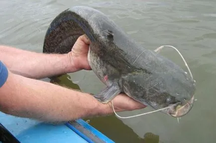 Prinderea Donk Catfish pe malul vară- cum să donk pentru prinderea somn (Donk) Prinderea Donk Catfish pe malul vară- cum să donk pentru prinderea somn