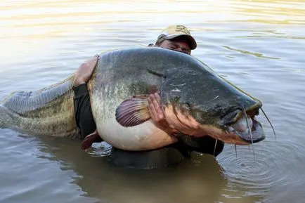 Prinderea Catfish Donk pe malul vară- cum să donk pentru prinderea somn (pescuitul somnului pe coasta, în vara cu un Donk) Prinderea Donk Catfish pe malul vară- cum să donk pentru prinderea somn