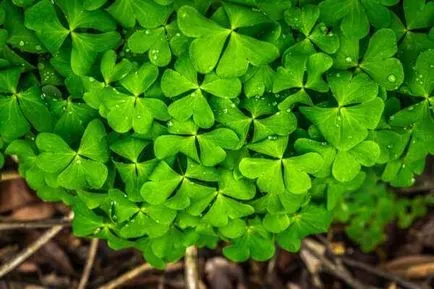 Magic noroc alb, negru, aduce noroc în muncă, școală, comerț