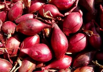 ceapa Carmen - cel mai util să se utilizeze legumele din grădină