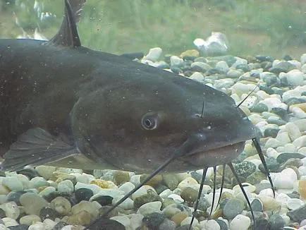 Prinderea Catfish Donk pe malul